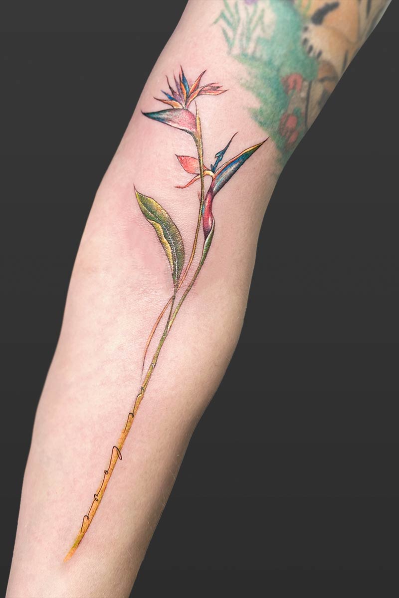 Legacy Tattoo| Fineline, colour tattoo of a bird of paradise plant